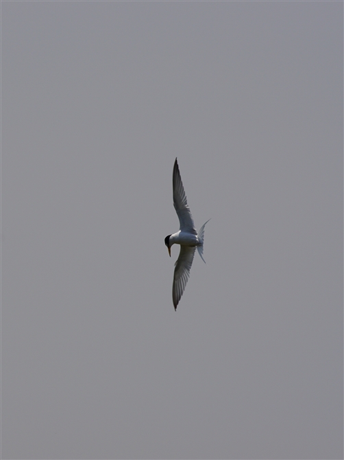 RAWTV,Little Tern